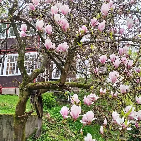 Haus Am Wald Zorge 16+ Gaeste Walkenried