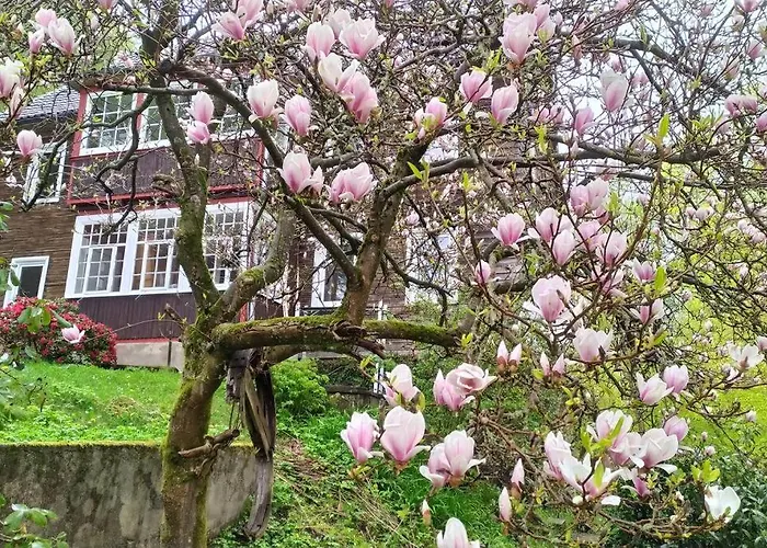 Haus Am Wald Zorge 16+ Gaeste Walkenried